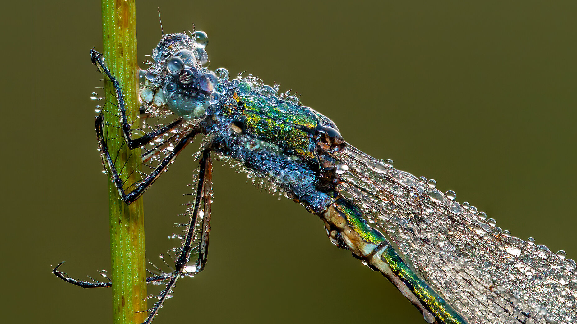 Photo Stefan Cruysberghs