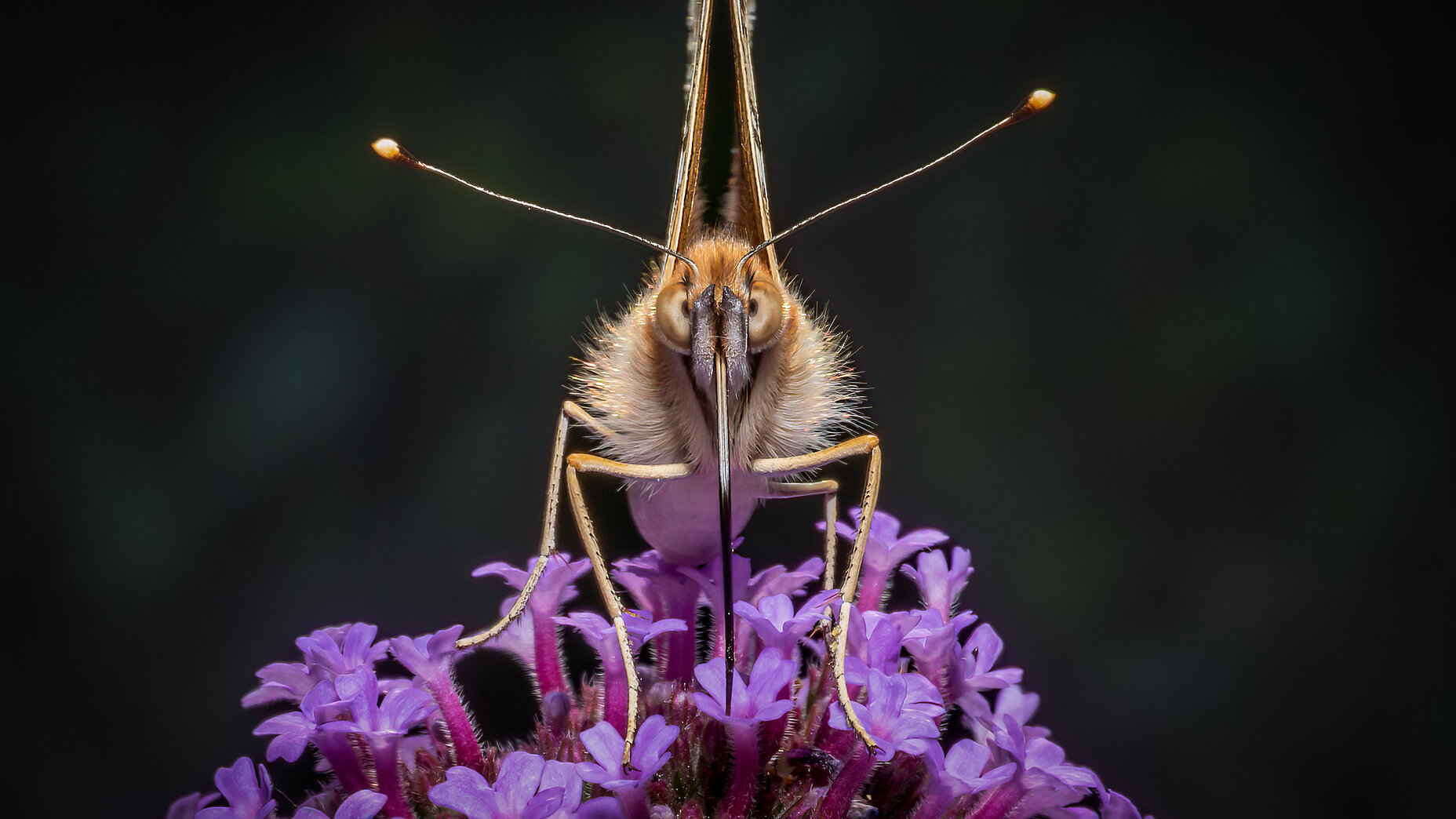 Photo Stefan Cruysberghs
