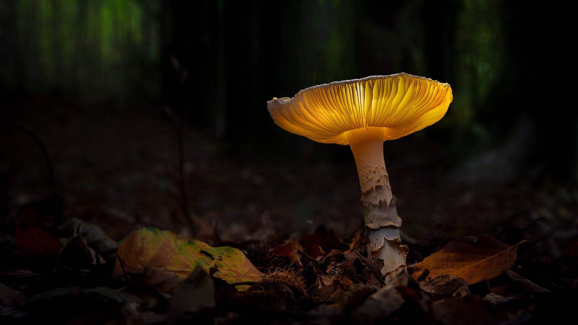 Photo Stefan Cruysberghs