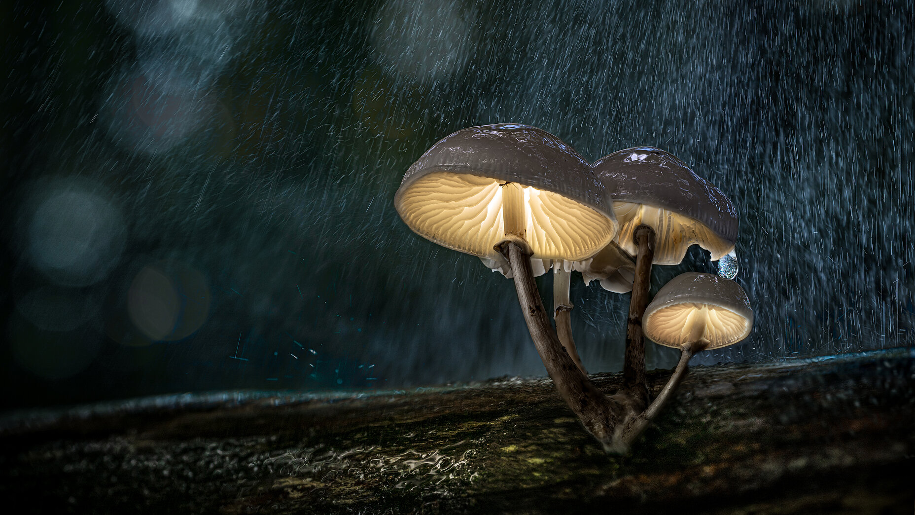 Photo Stefan Cruysberghs