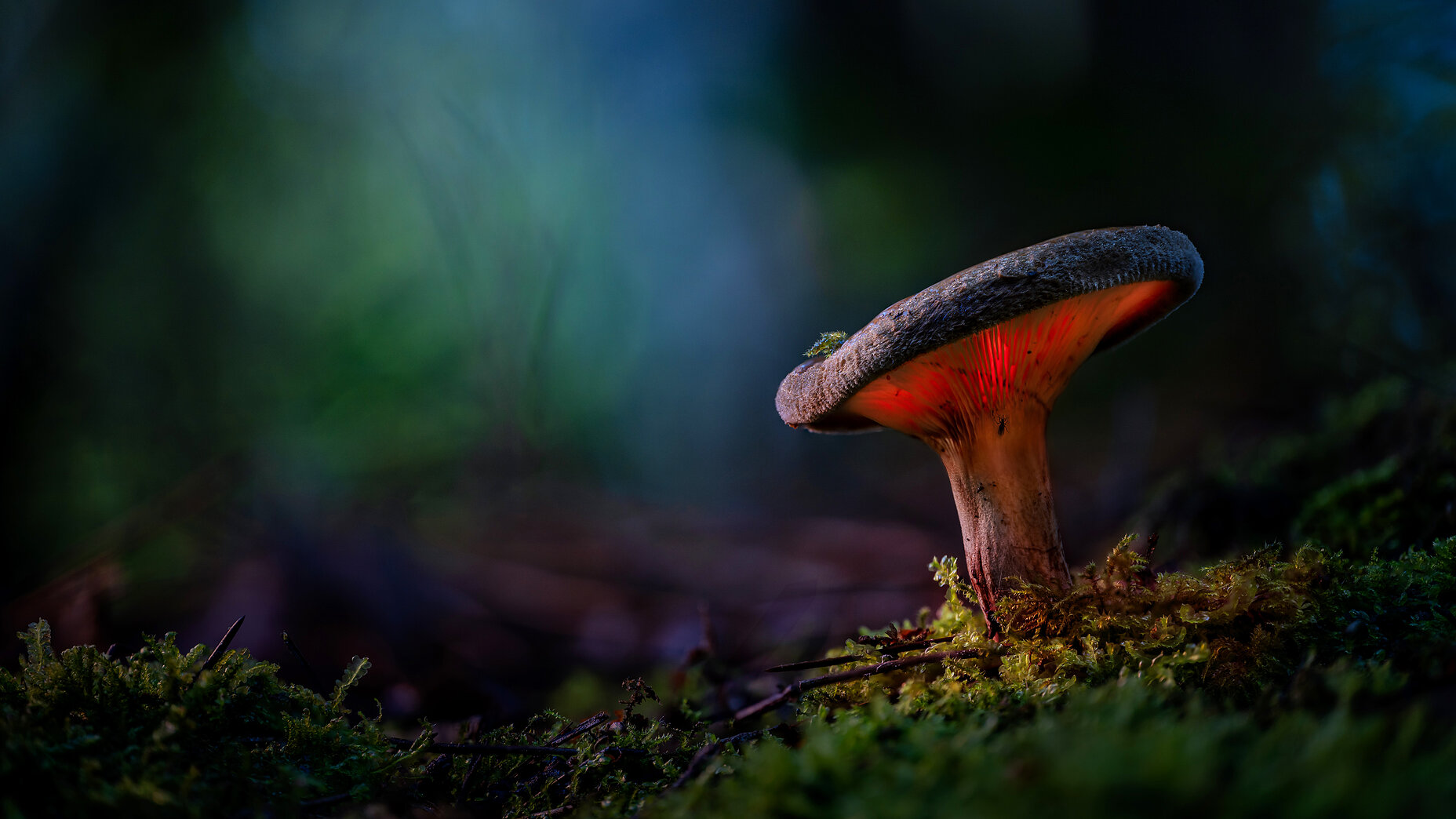 Photo Stefan Cruysberghs