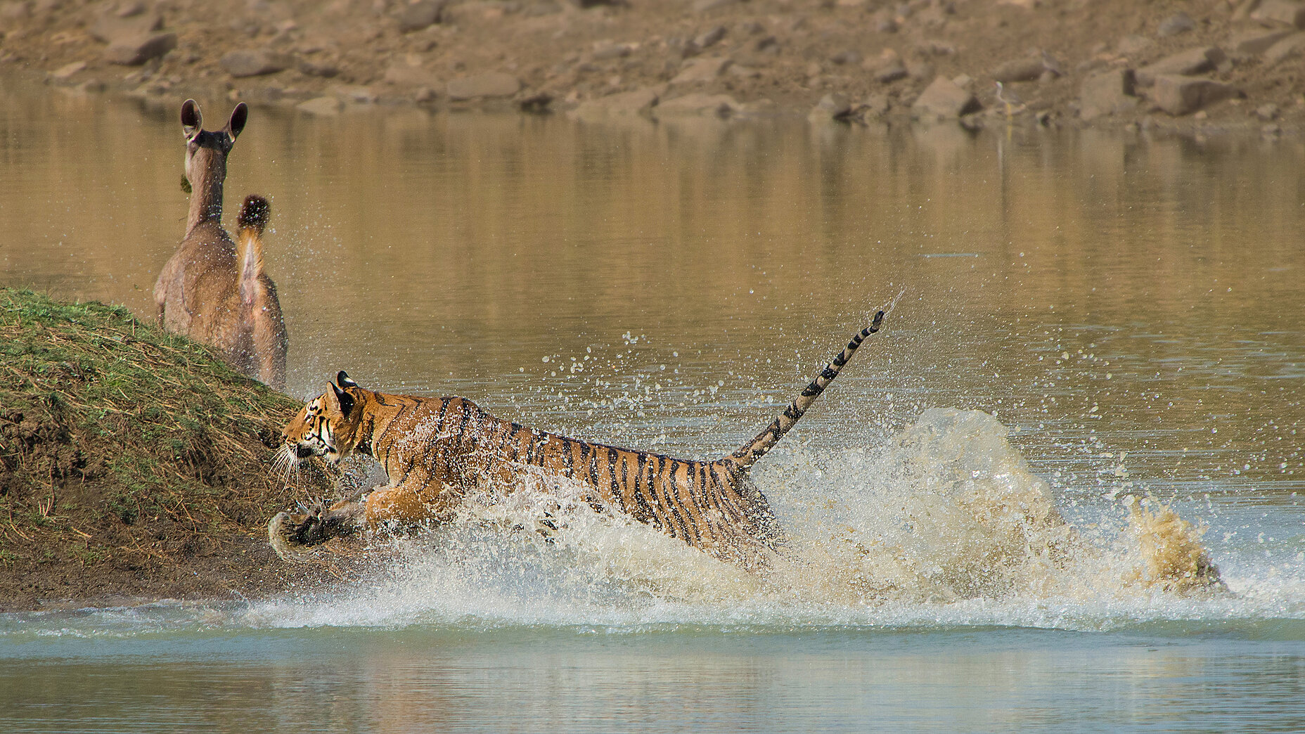 Photo Stefan Cruysberghs