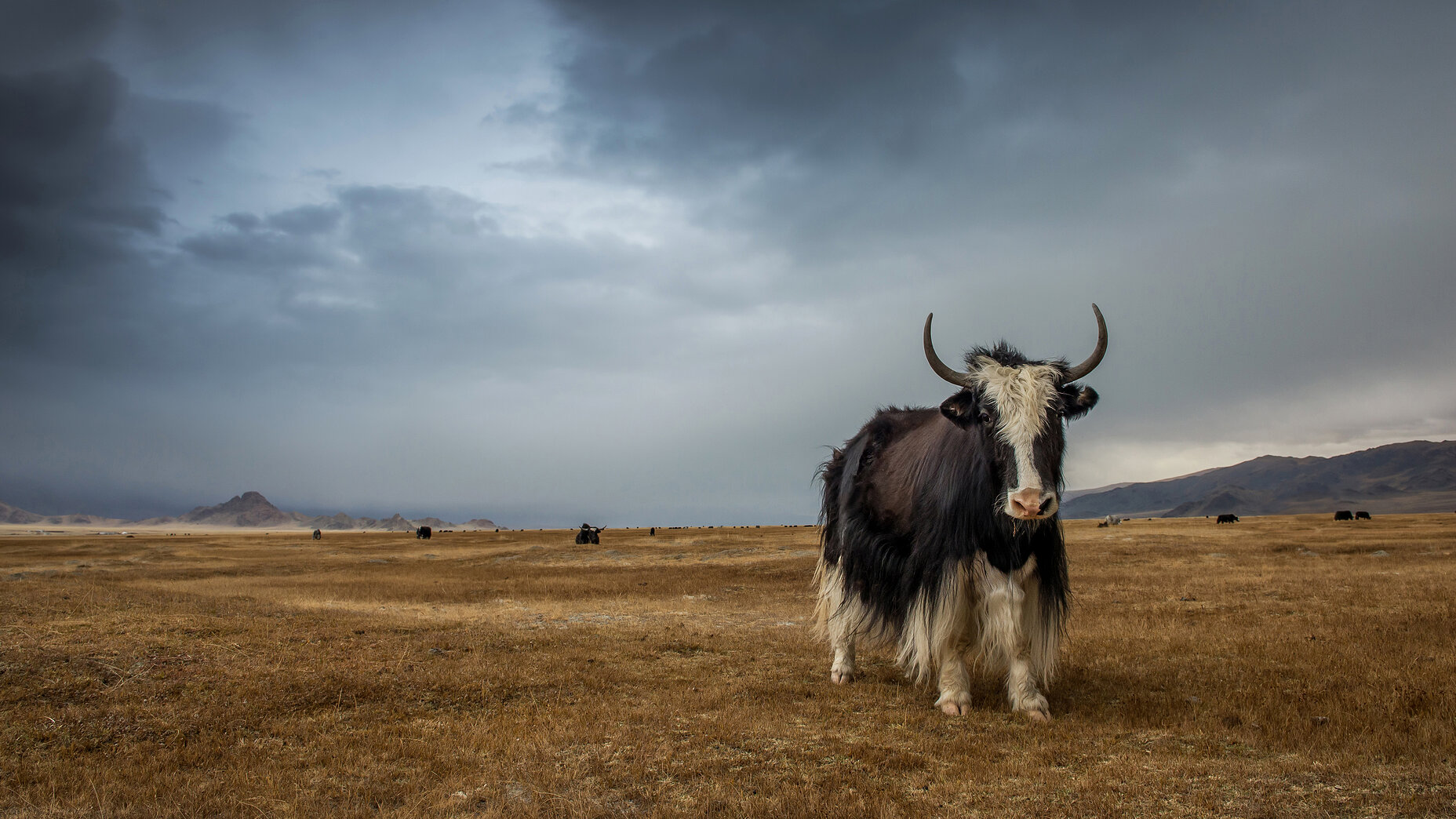 Photo Stefan Cruysberghs