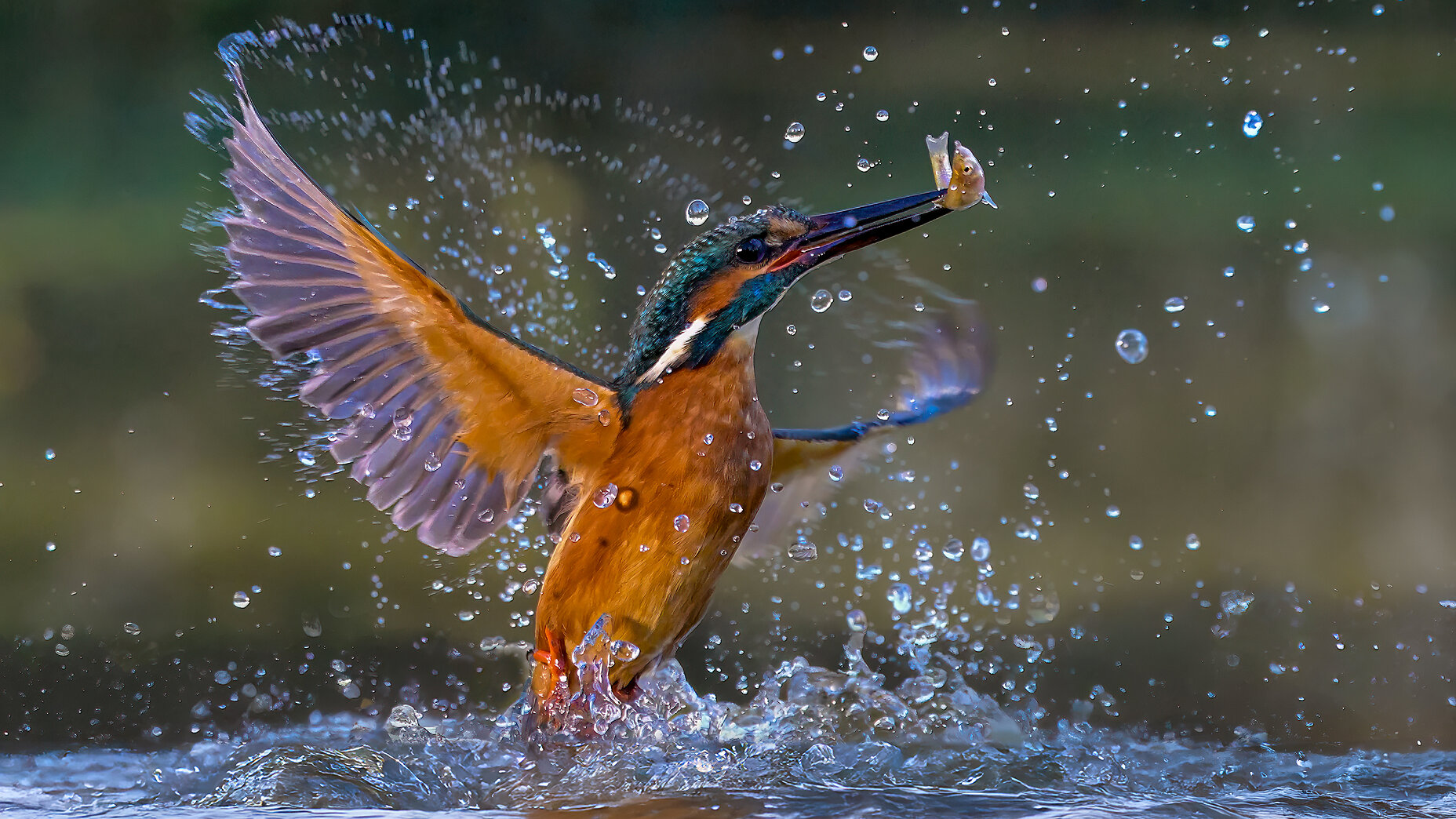 Photo Stefan Cruysberghs