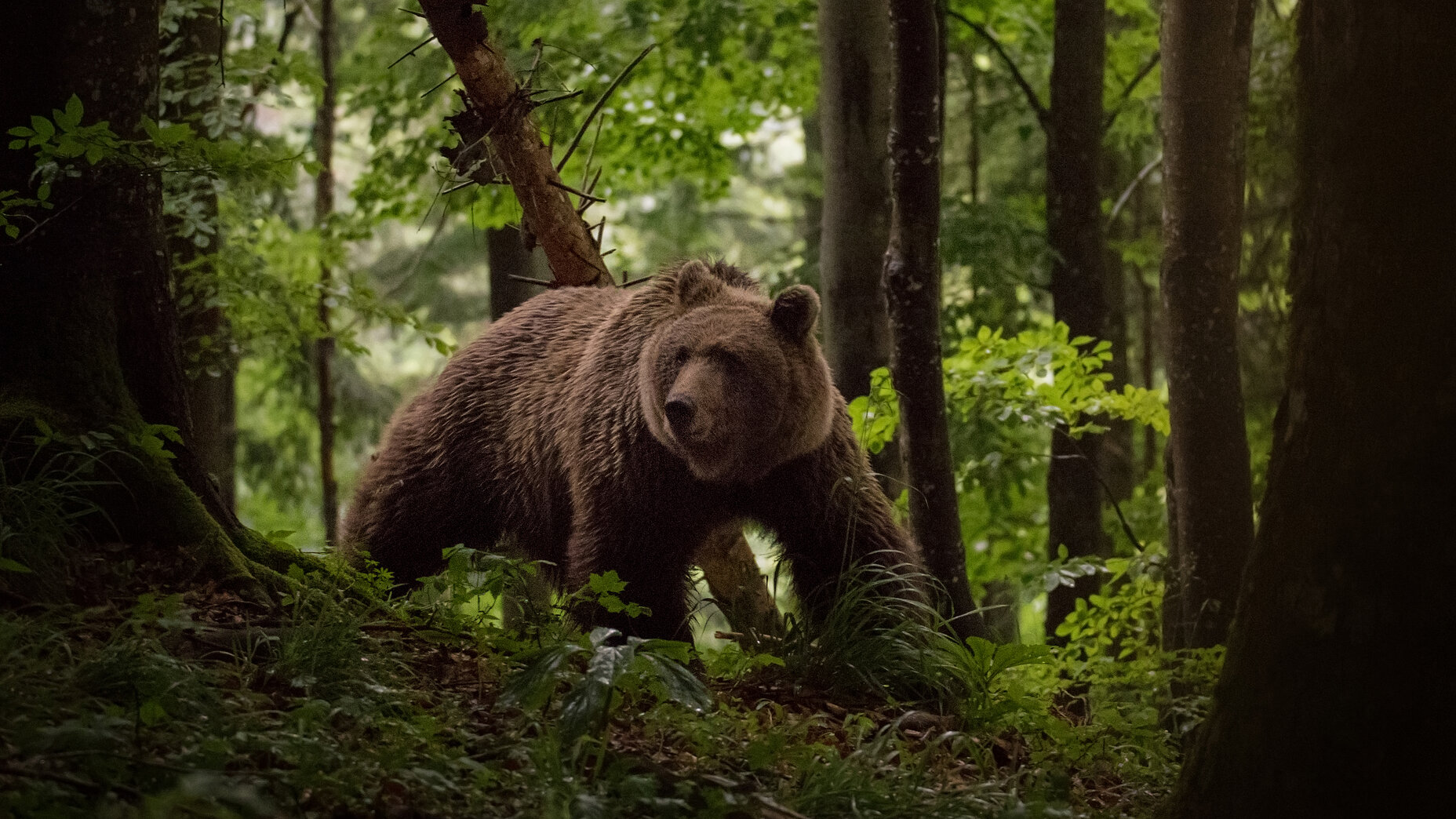 Photo Stefan Cruysberghs