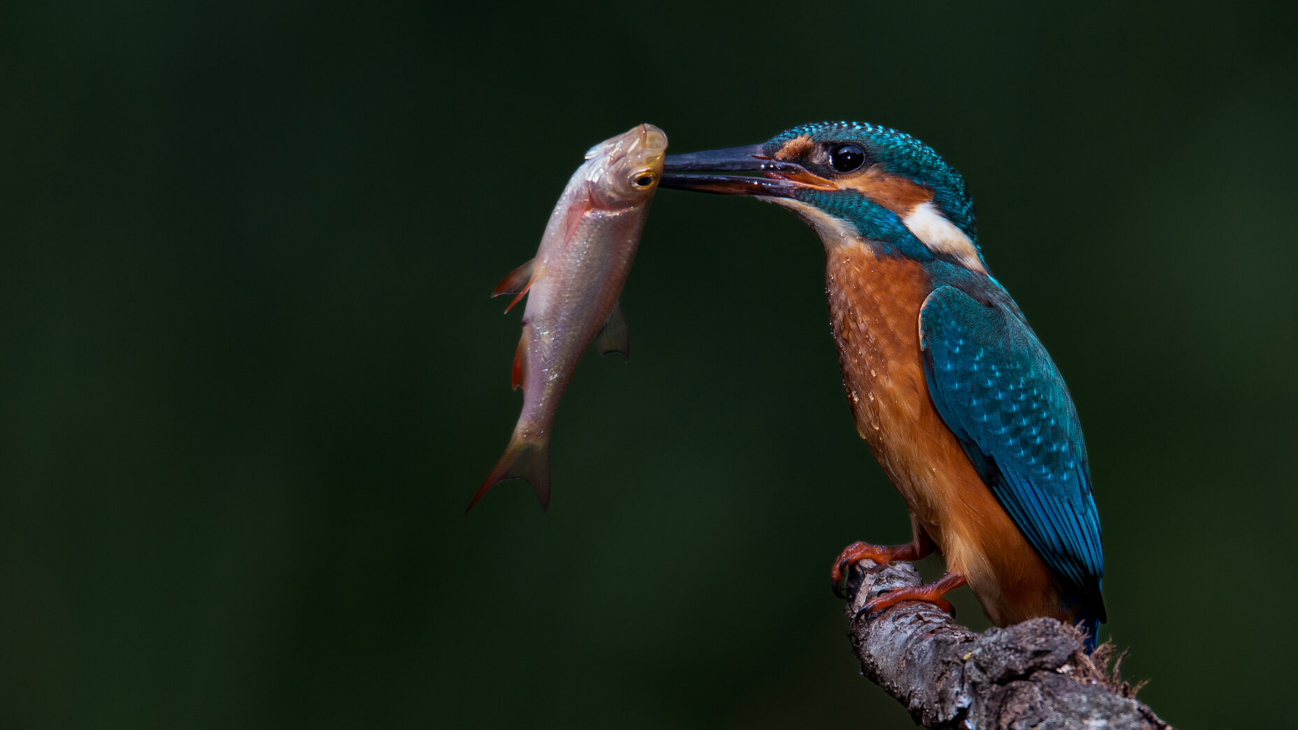 Photo Stefan Cruysberghs