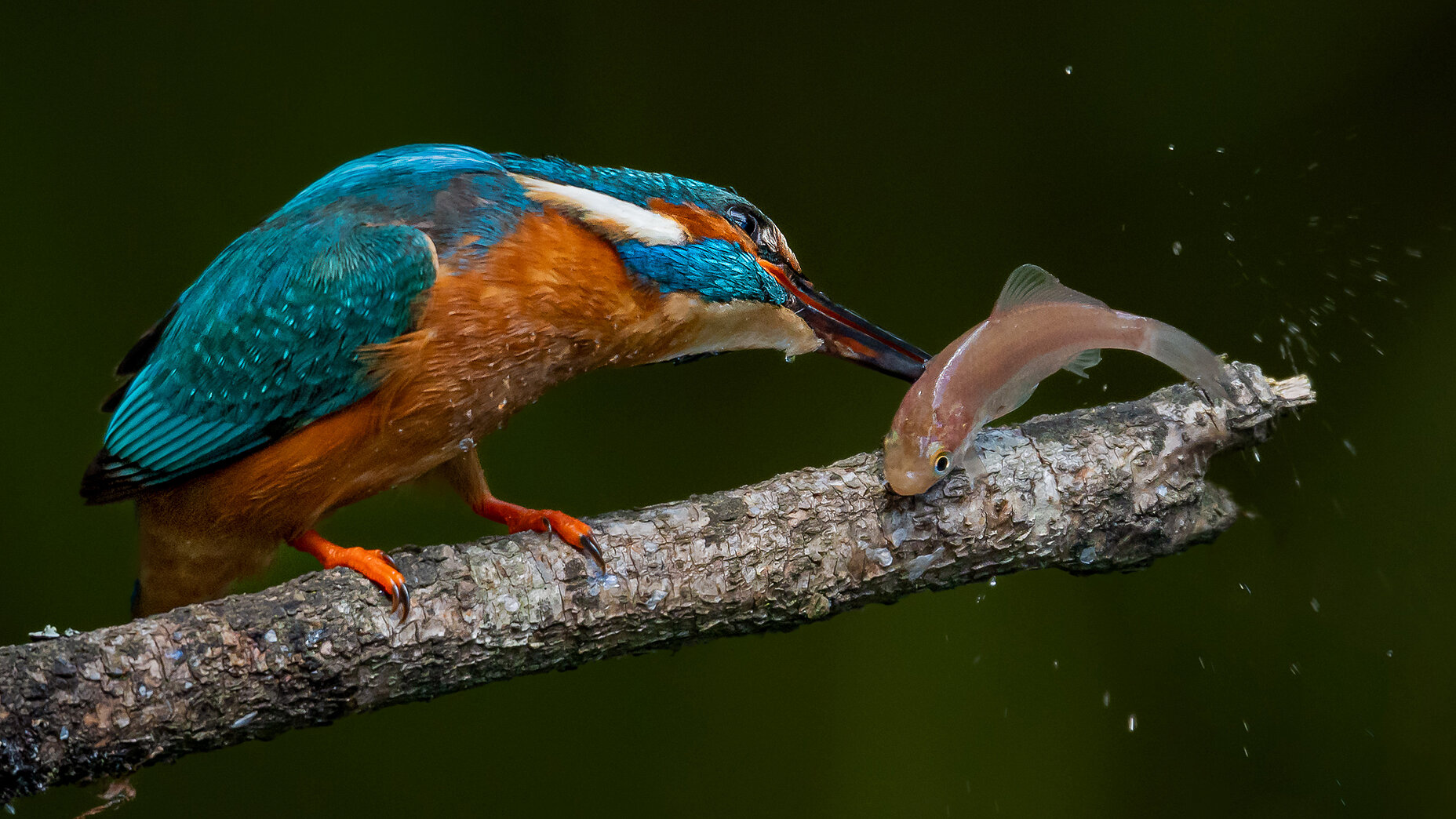 Photo Stefan Cruysberghs