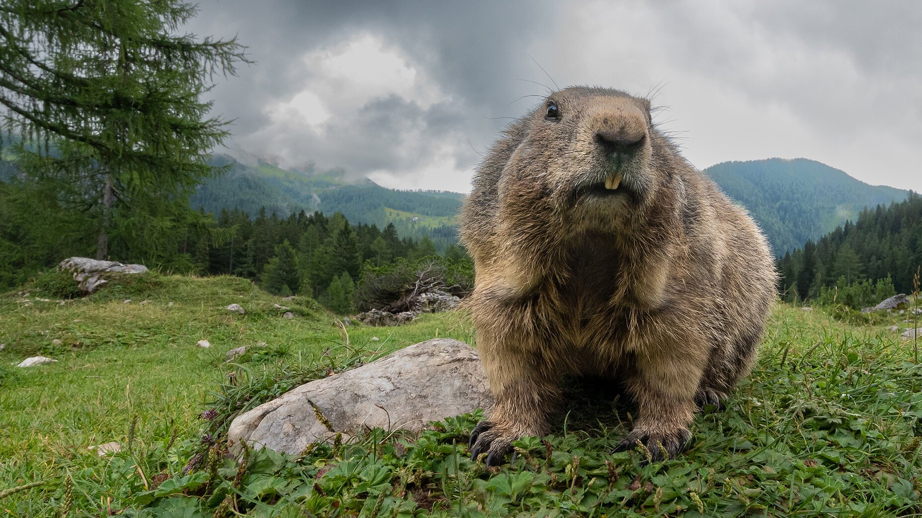 Photo Stefan Cruysberghs