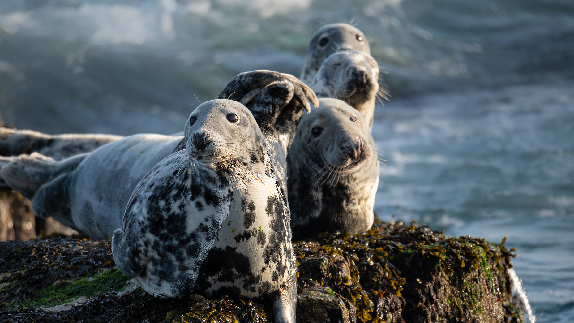Photo Stefan Cruysberghs